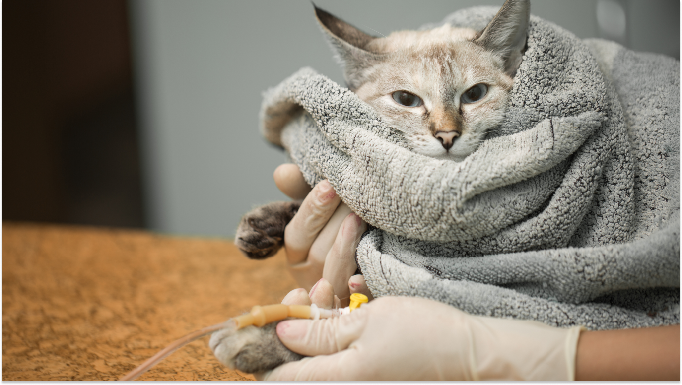 Médico segurando um gato, para falar se o câncer em pets tem cura