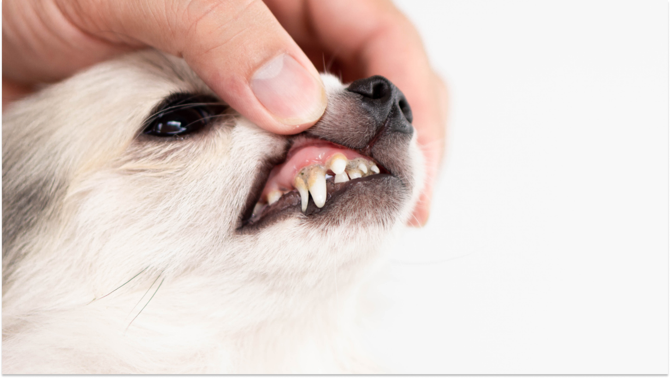 Cachorro com dente quebrado não tratado
