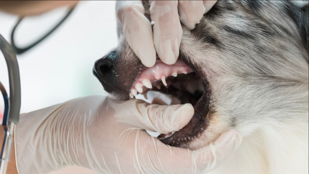 Médico examinando boca do cachorro, para falar sobre a limpeza de tártaro em cães e gatos