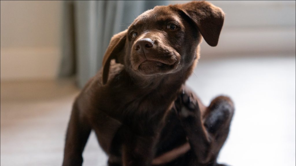 Cachorro se coçando, para falar sobre a pele do pet vermelha e com coceira