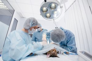 Médicos veterinários operando um gato, para falar sobre a cirurgia oncológica em pets