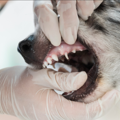 Médico examinando boca do cachorro, para falar sobre a limpeza de tártaro em cães e gatos