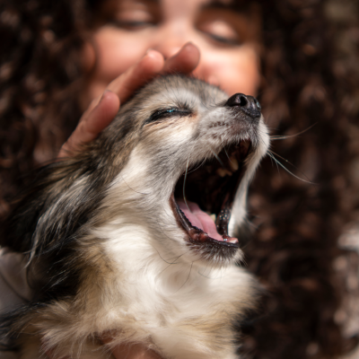 Tutora preocupada com o mau hálito do seu cãozinho