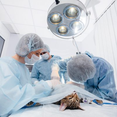Médicos veterinários operando um gato, para falar sobre a cirurgia oncológica em pets