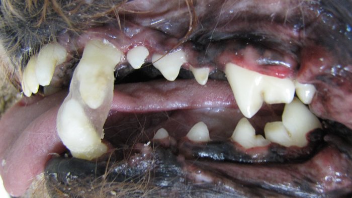 Bloqueio maxilo-mandibular para tratamento de fratura de mandíbula em cão.