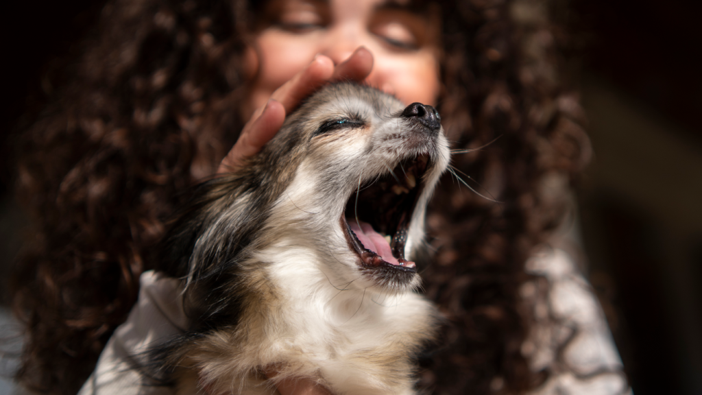 Tutora preocupada com o mau hálito do seu cãozinho
