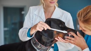 Veterinária examinando os dentes do cachorro, para falar sobre a primeira consulta odontológica