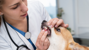 Veterinária examinando boca do pet, para falar sobre a anestesia no tratamento