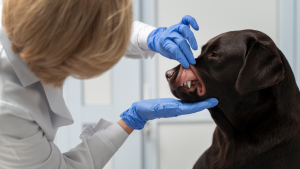 Médica veterinária olhando a boca do pet, para ver se precisa de tratamento de canal