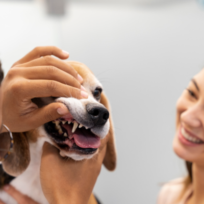 Moça levando seu filhote ao dentista veterinário