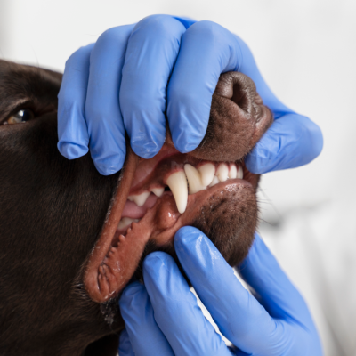 Dentista veterinário mostrando a boca do cachorro, para falar sobre a higiene bucal em pets