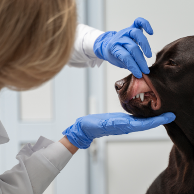 Médica veterinária olhando a boca do pet, para ver se precisa de tratamento de canal